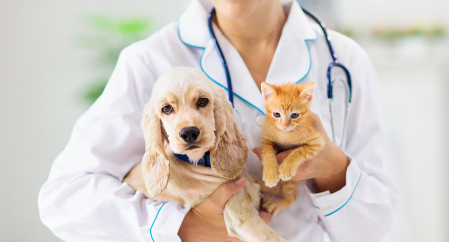 Your Pet & Dental Care - Why It's So Important For Their Health header.png
