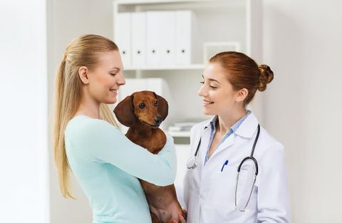 Dog vet patient