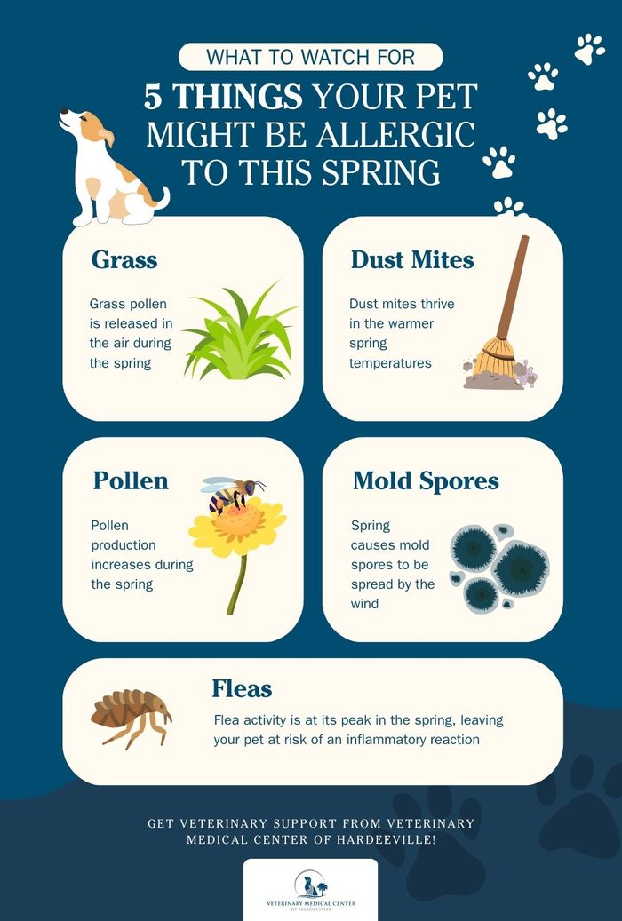 M32826 - Information Infographic - 5 Things Your Pet Might Be Allergic to This Spring.jpg