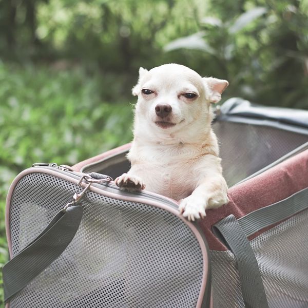 dog in pet carrier