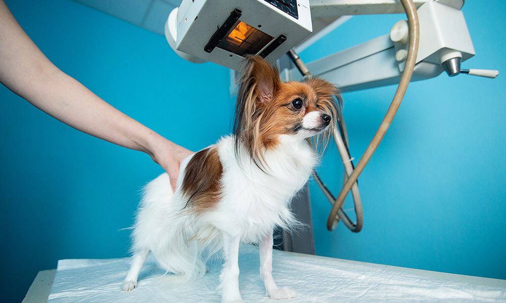 small dog stands on x-ray table 