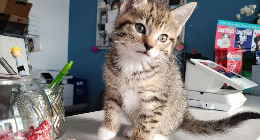 The Hidden Signs of Feline Pain HEADER.jpg