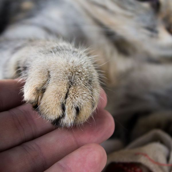 Person holding cats paw