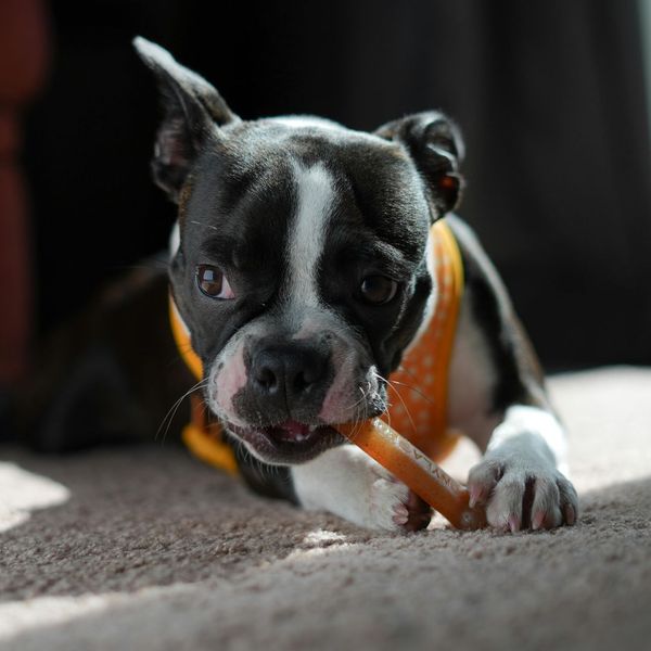 dog chewing on a chew toy