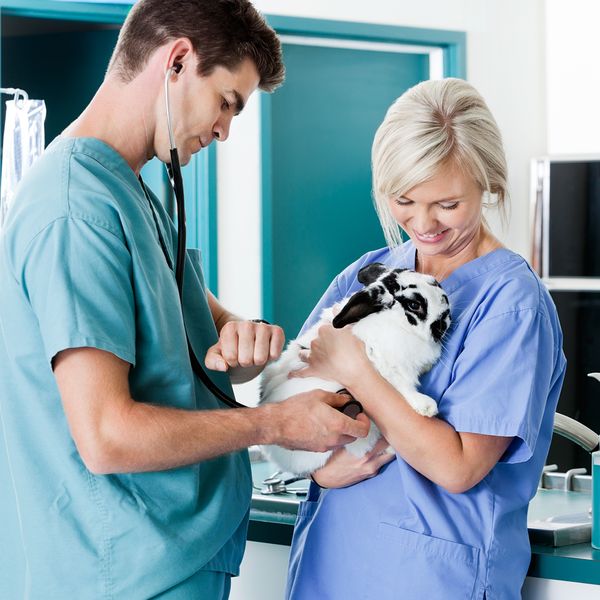 Two veterinarians holding a rabbit.