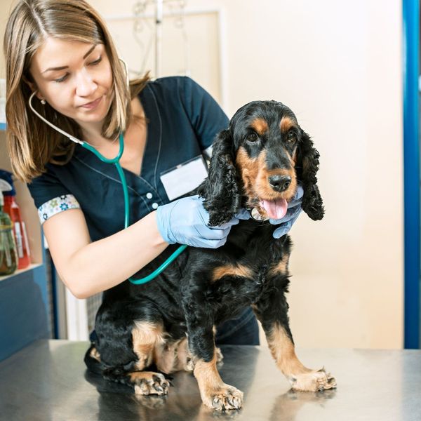 Dog getting checked at the vet