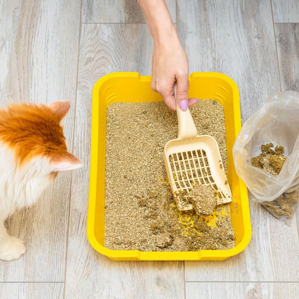 poop being scooped out of a yellow litter box