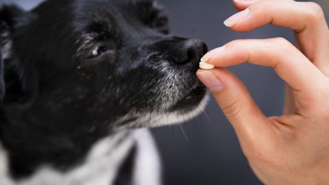 Giving pill to dog