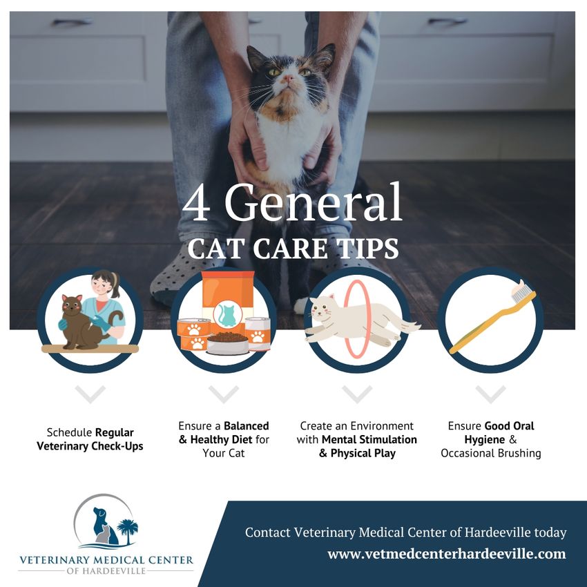 M32826 - 4 General Cat Care Tips.jpg