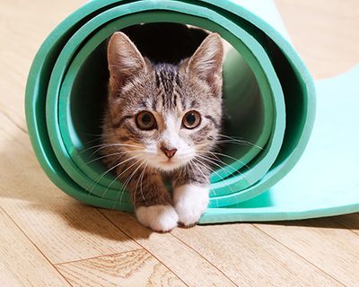 kitten sitting inside rolled up yoga mat