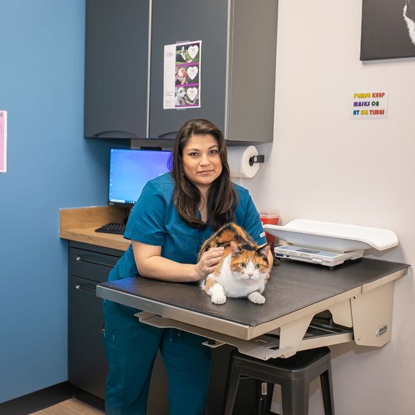 The Hidden Signs of Feline Pain 3.jpg