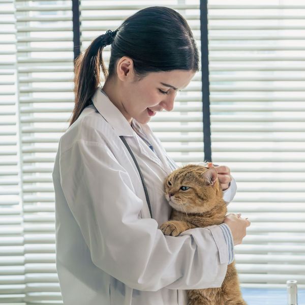 veterinarian and cat