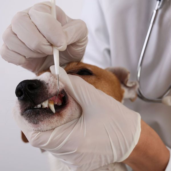 Signs Of Dental Disease In Your Pet - Image 2.jpg