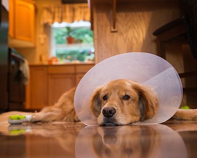 Golden Retriever dog recovering from foot surgery while wearing an Elizabethan collar in the shape of a cone for protection