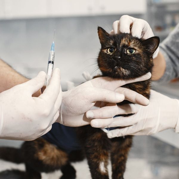 cat getting vaccine