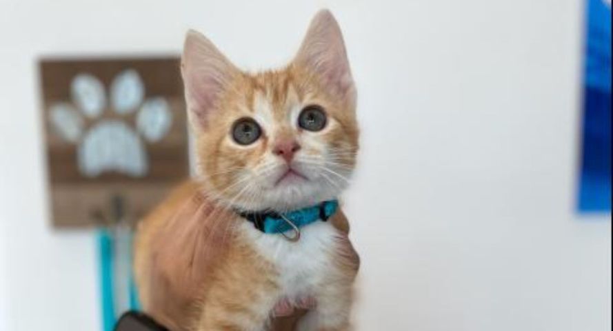 Why Your Indoor-Only Cat Still Needs Vaccines header.jpg