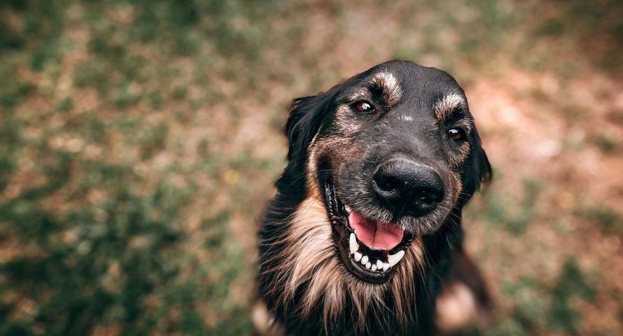 happy dog