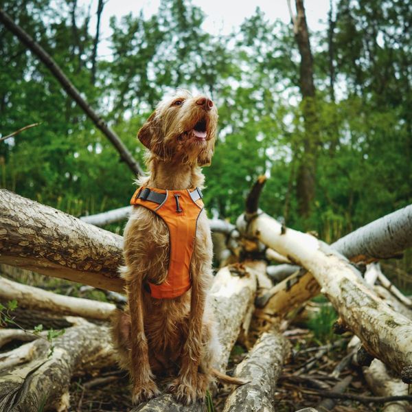 How To Avoid Ticks While Hiking With Your Dog - Image 8.jpg