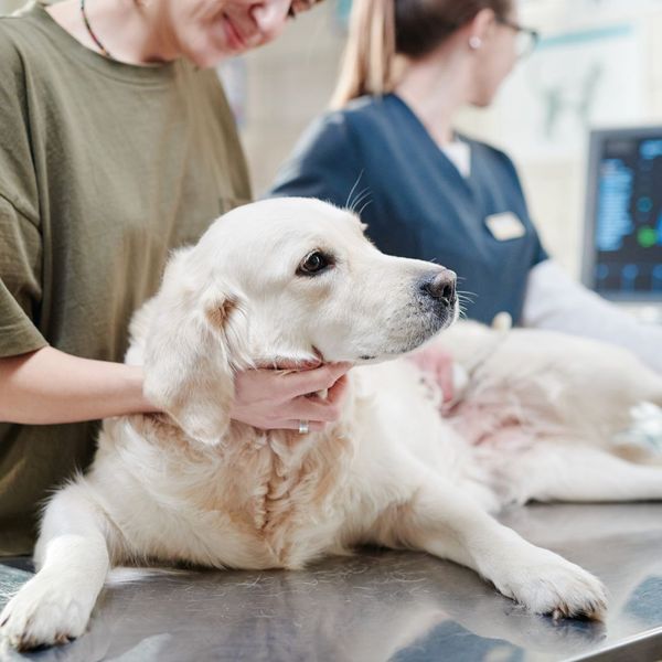 dog at the vet