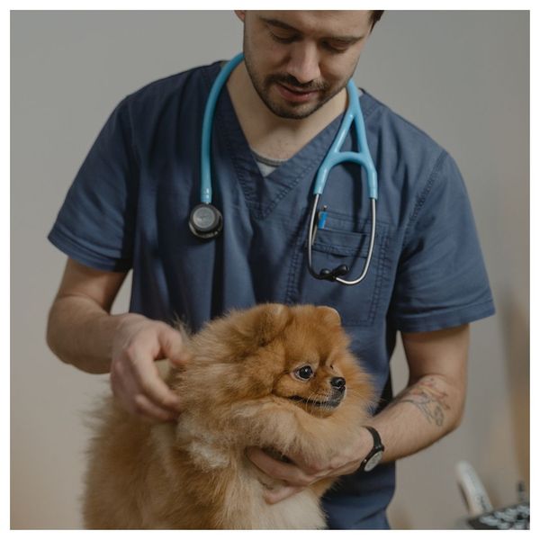 dog and vet