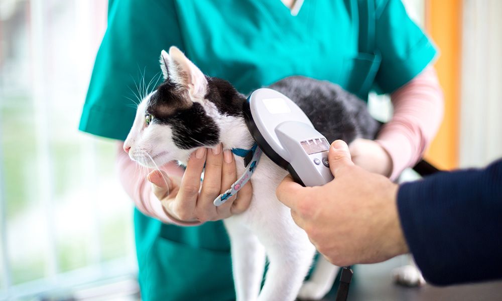 vet scans cat’s microchip in clinic