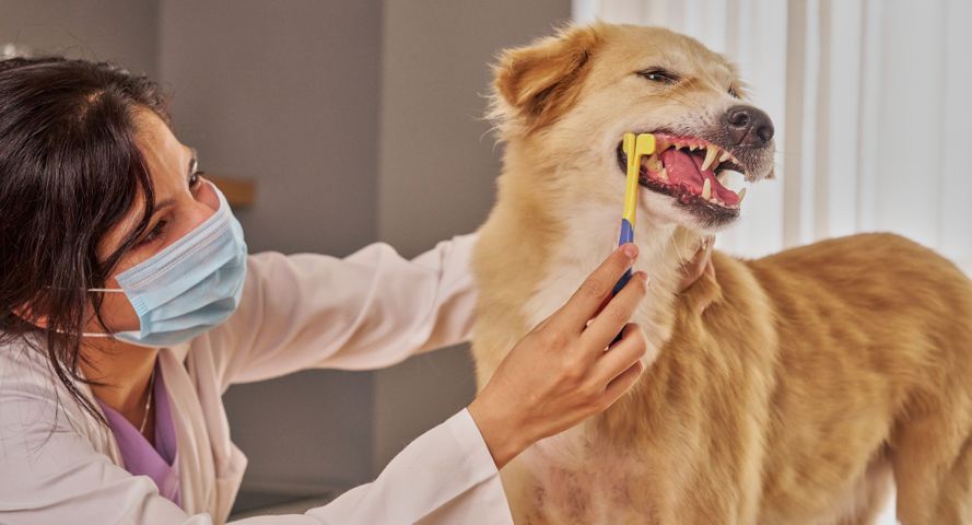 Pet Dental Care Things You Should Know.jpg