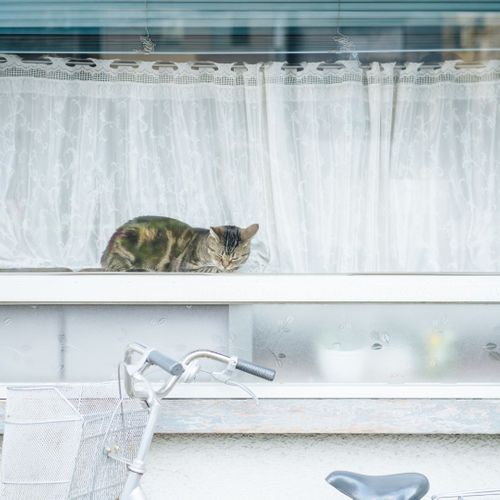 cat sleeping in a window