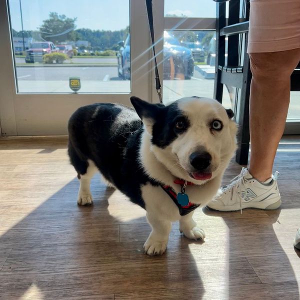 A happy corgi dog.