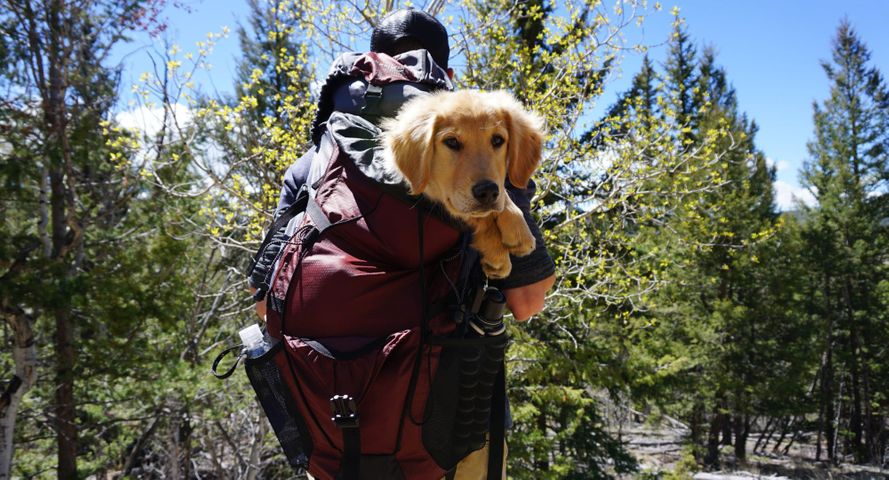 How To Avoid Ticks While Hiking With Your Dog - Featured Image.jpg