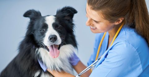3 Common Pet Health Issues in South Carolina Featured Image.jpg