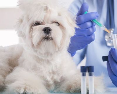 Vet performing a blood test on a small shitzu dog