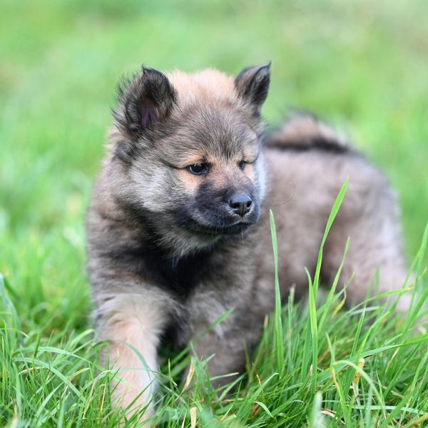 Socializing Your New Puppy in Bluffton - Image 3.jpg