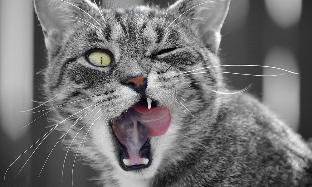 grey tabby cat with one eye open and tongue sticking out