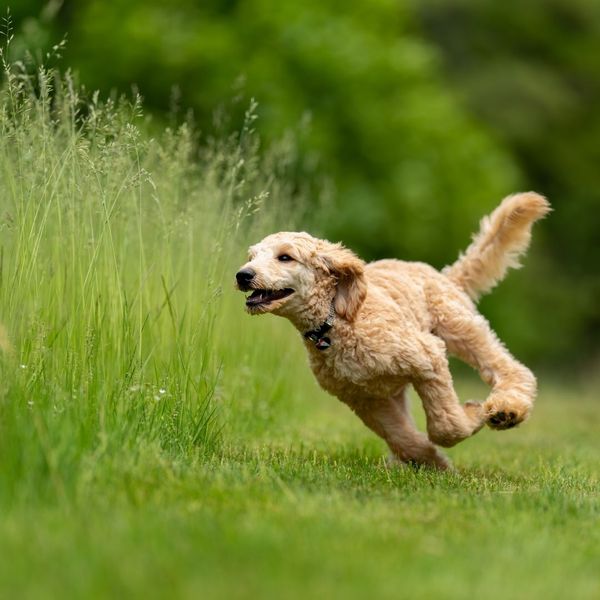 How to Know If Your Dog Is At Risk For Lyme Disease 2.jpg
