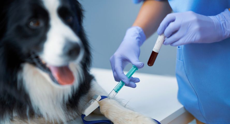dog getting a blood sample taken