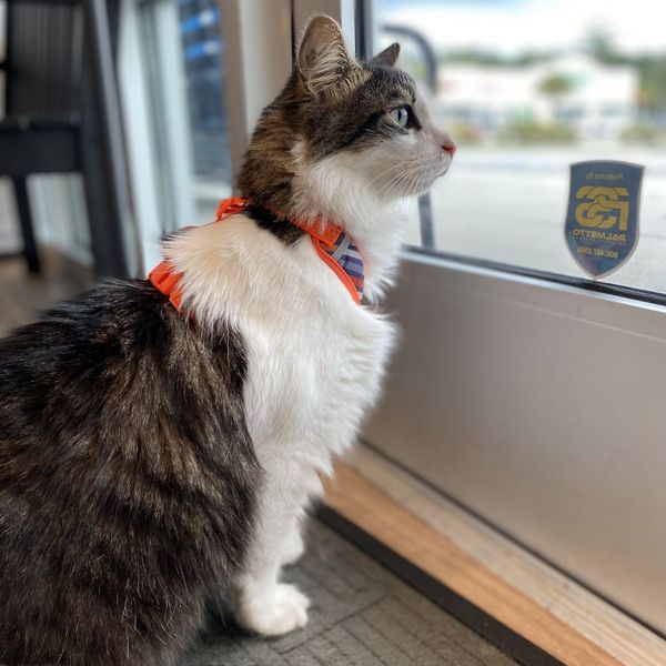 The Hidden Signs of Feline Pain 2.jpg