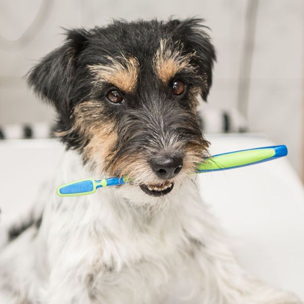 dog holding a toothbrush