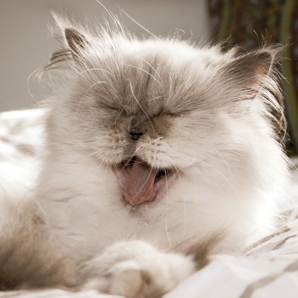 At-Home Dental Tips for Dogs & Cats - Image 4.jpg