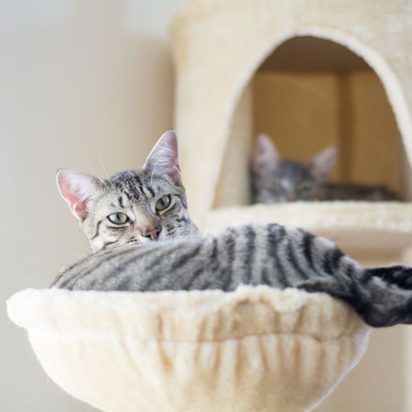 cat laying in a cat tree