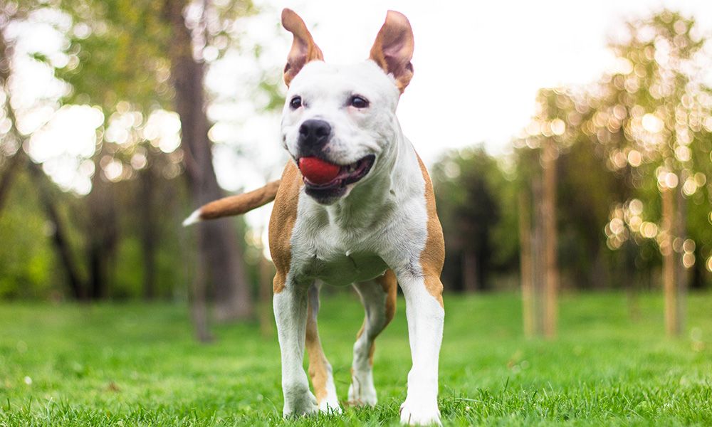 happy dog running with ball in mouth