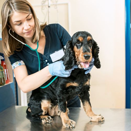 dog at the vet