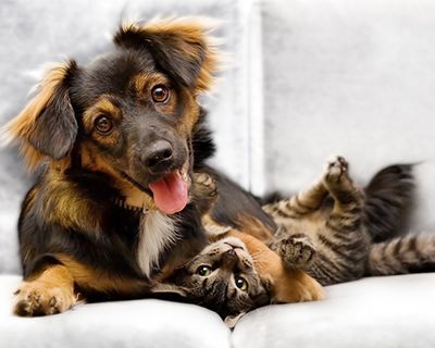 puppy and kitten playing on couch