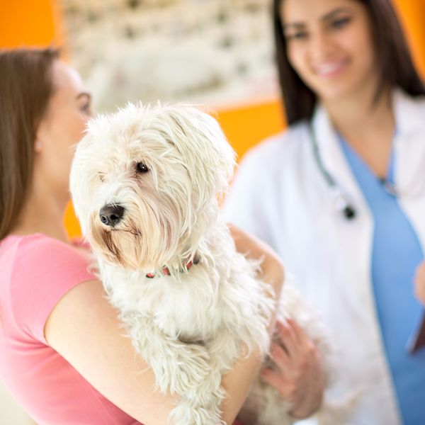 Woman holding a small white dog and talking to a veterinarian.