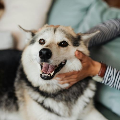 At-Home Dental Tips for Dogs & Cats - Image 1.jpg