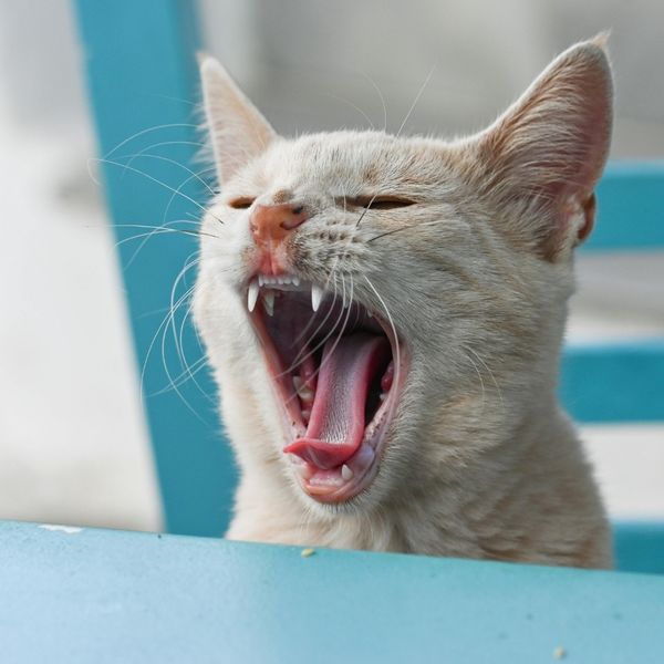 At-Home Dental Tips for Dogs & Cats - Image 2.jpg