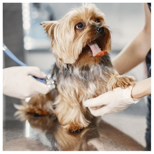 vet listening to dog's heart 