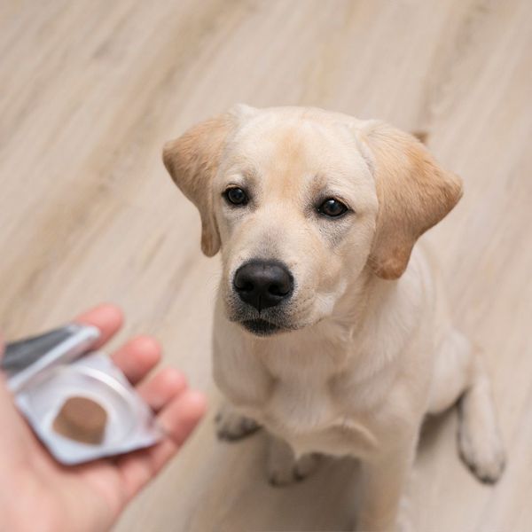 Dog looking at flea prevention medicine