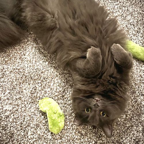 Why Your Indoor-Only Cat Still Needs Vaccines 1.jpg