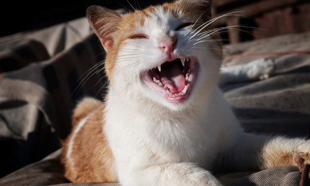  white and brown cat smiling with mouth open wide, view of all teeth