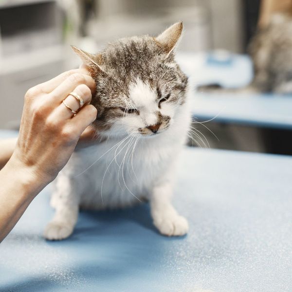 cat at the vet